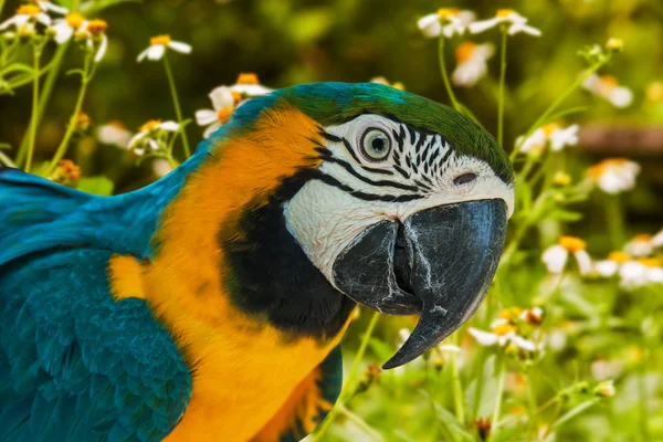 Loros azules y amarillos sobre fondo de flor blanca — Foto de Stock