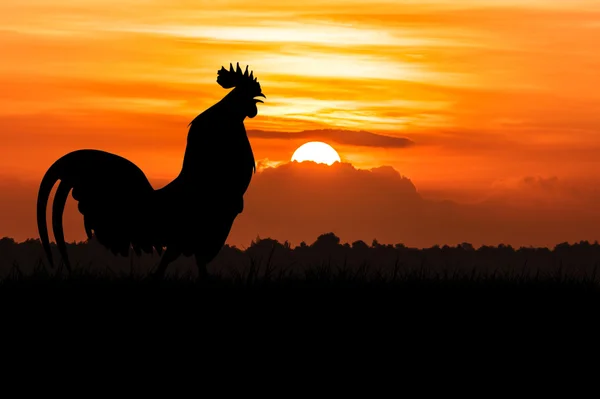 Silueta de gallos cuervo en el césped en naranja amanecer backgr —  Fotos de Stock