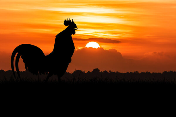 silhouette of Roosters crow on the lawn on orange sunrise backgr