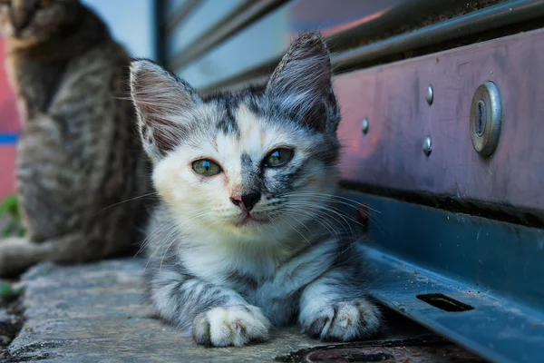 Lindo gatito gato en el jardín — Foto de Stock