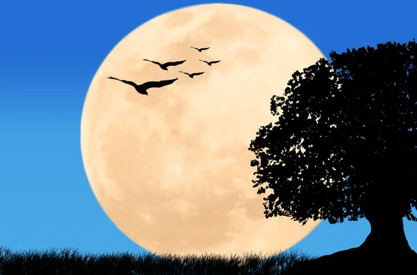 Schöne Nacht Vollmond bei wild und Adler fliegen am blauen Himmel — Stockfoto