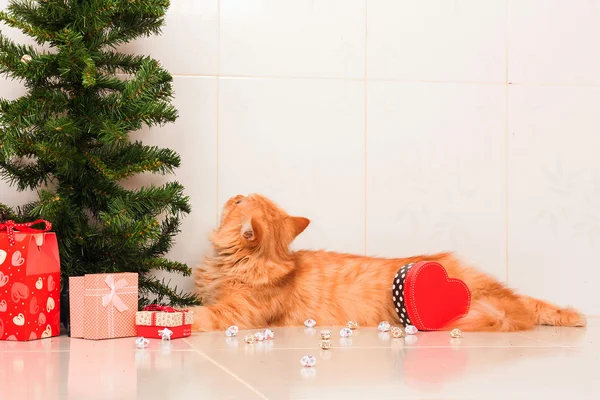 かわいいペルシャ オレンジ色の猫とクリスマス ツリー — ストック写真