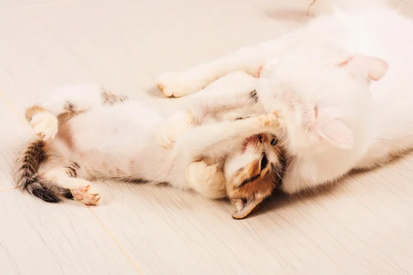 Kätzchen Katze spielen mit Mama Katze — Stockfoto