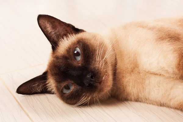 Симпатичная кошка, лежащая на земле — стоковое фото