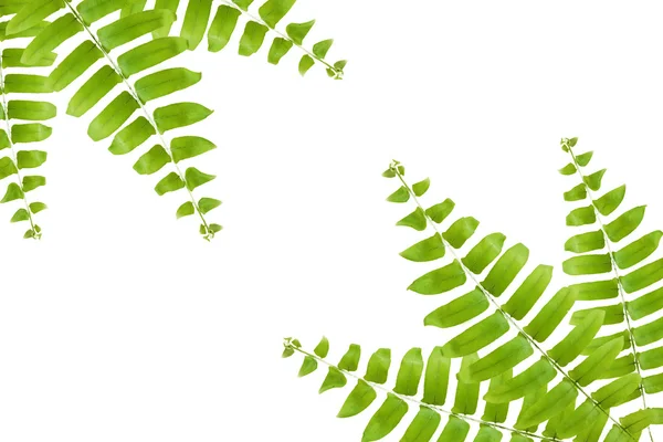 Зеленый папоротник изолированный фон — стоковое фото