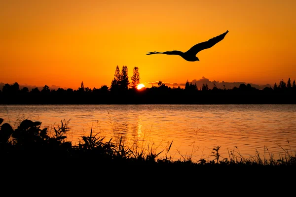 Orla létat na západ slunce v pozadí řeka — Stock fotografie