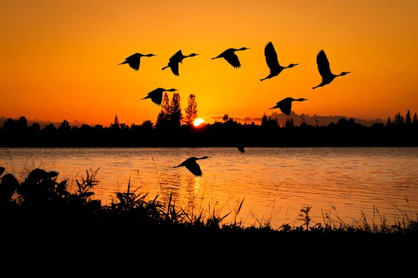 Réce repülni a naplemente, a háttérben folyó — Stock Fotó