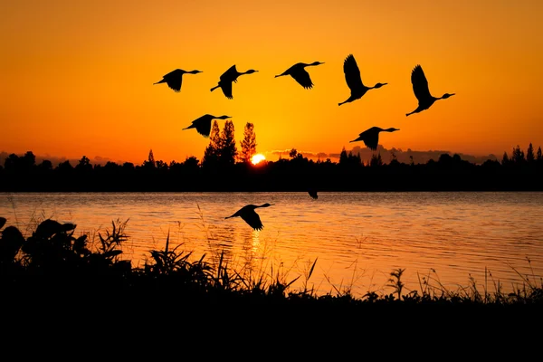 Mosca teal no por do sol no fundo do rio — Fotografia de Stock