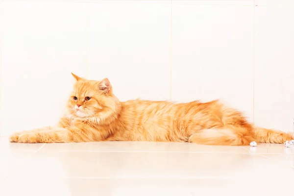 Симпатичная оранжевая кошка — стоковое фото