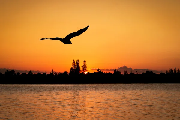 Águia voa ao pôr do sol no fundo do rio Imagem De Stock