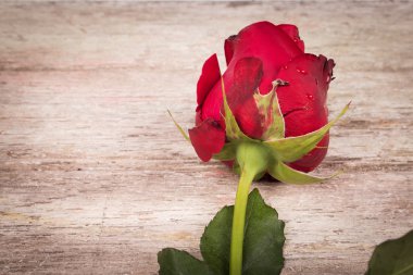 Ahşap arkaplanda kırmızı gül