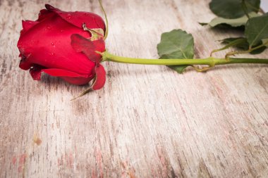 Ahşap arka planda kırmızı gül çiçeği