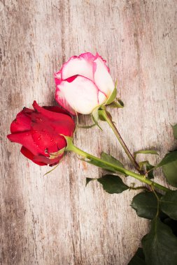 Ahşap arka planda kırmızı gül çiçeği