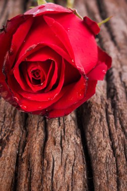 kahverengi kağıt arka plan üzerinde kırmızı gül çiçek