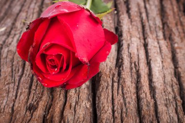 Ahşap arka planda kırmızı gül çiçeği