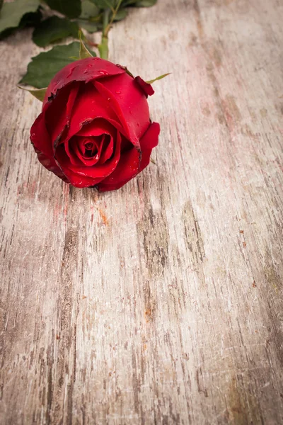 Vermelho rosa flor no fundo de madeira — Fotografia de Stock