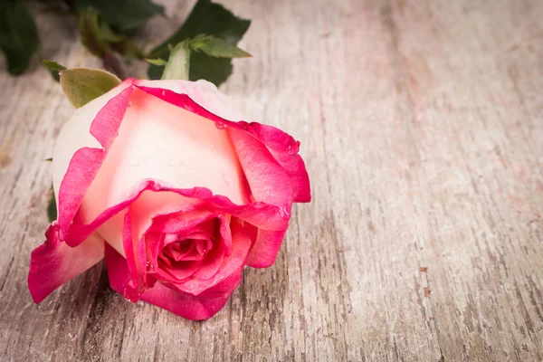 Rosa rosa flor no fundo de madeira — Fotografia de Stock