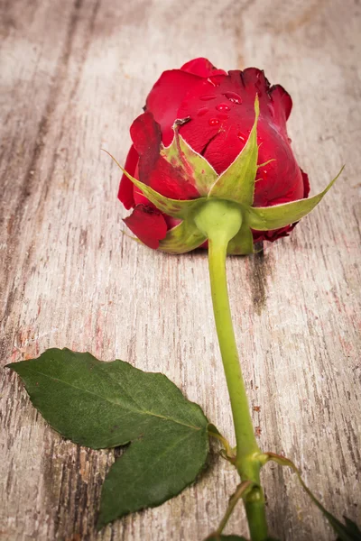 Vermelho rosa flor no fundo de madeira — Fotografia de Stock