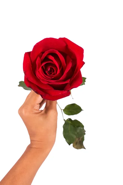 Hand girl hold red rose flower — Stock Photo, Image