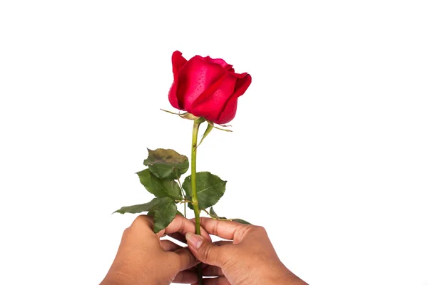 Mano ragazza tenere rosso rosa fiore — Foto Stock