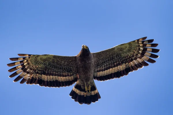 Schlangenadler schwebt in den blauen Himmel — Stockfoto