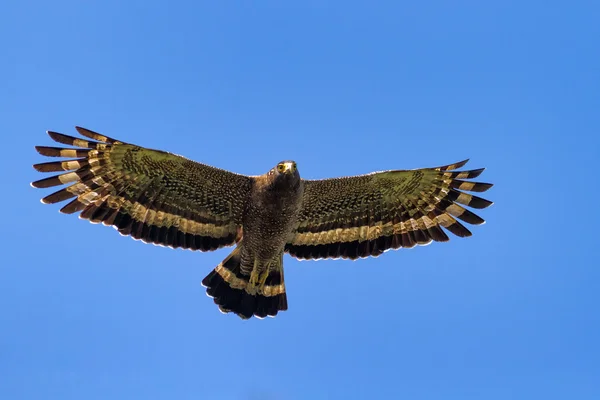 Serpent Eagle soaring in the blue sky