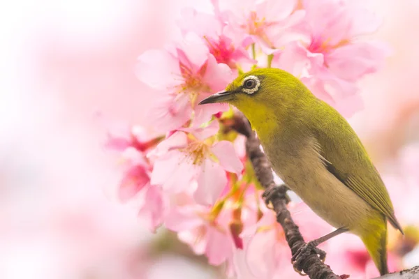 Un pájaro japonés de ojos blancos en flores de cerezo — Foto de Stock