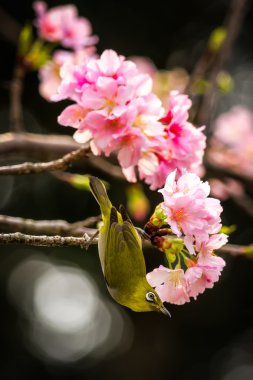 Kiraz çiçeklerindeki Japon beyaz gözlü kuşu.