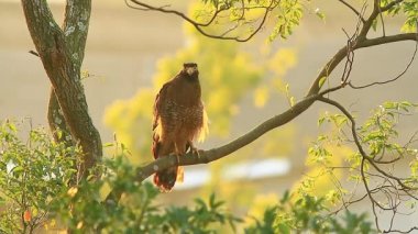 Yılan-eagle(Spilornis cheela) ayakta Tayvan, doğada tepeli
