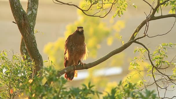 Crested serpent-eagle(Spilornis cheela) standing in nature at Taiwan — Stock Video