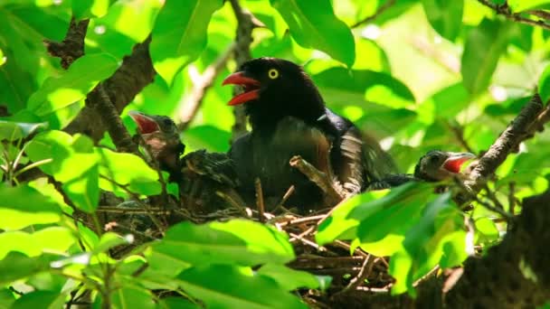 Formosan Blue Magpie mencoba untuk memberi makan untuk anak-anaknya — Stok Video