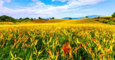 Timelapse daylily çiçek dağ 