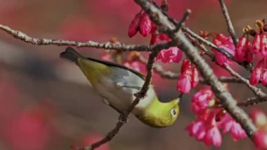 Bahar konsepti: Kiraz çiçeklerinde Japon beyaz gözlü kuşu 