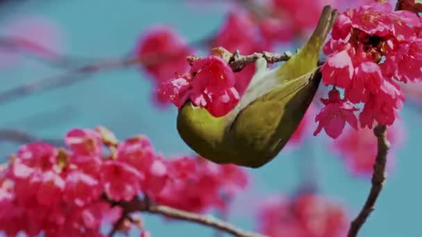 Spring Concept Japanese White Eye Bird Cherry Blossoms — Stock Video