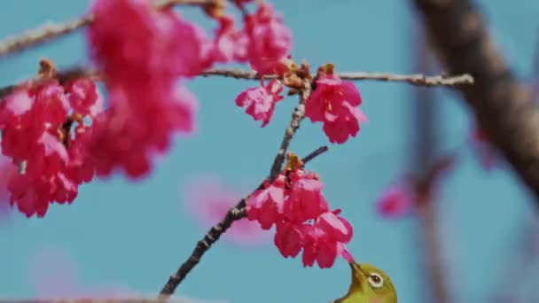 Весна Японський Птах Білим Оком Квіткових Цвітах — стокове відео