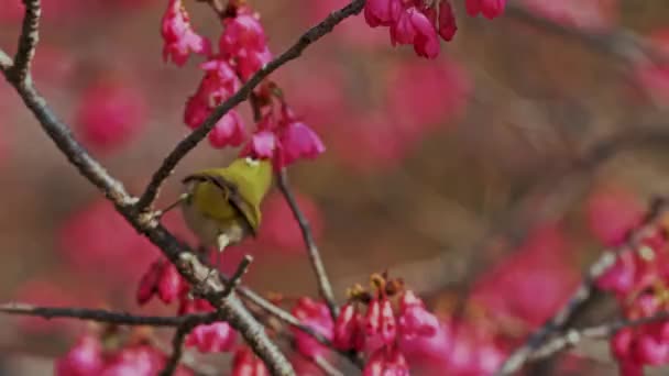 Spring Concept Japanese White Eye Bird Cherry Blossoms — Stock Video
