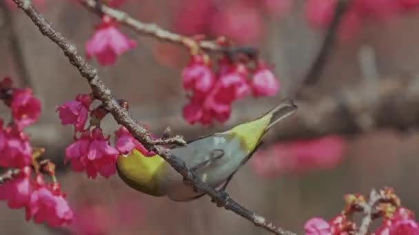 Voorjaar Concept Een Japanse Witoog Vogel Kers Bloesems — Stockvideo