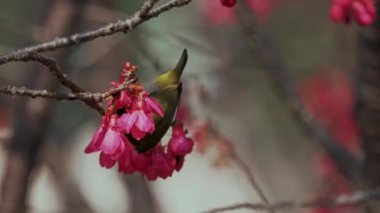 Bahar konsepti: Kiraz çiçeklerinde Japon beyaz gözlü kuşu 