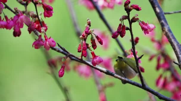 Japanese White Eye Bird Cherry Blossom — Stock Video