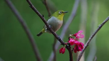 Kiraz çiçekli Japon beyaz gözlü kuş.