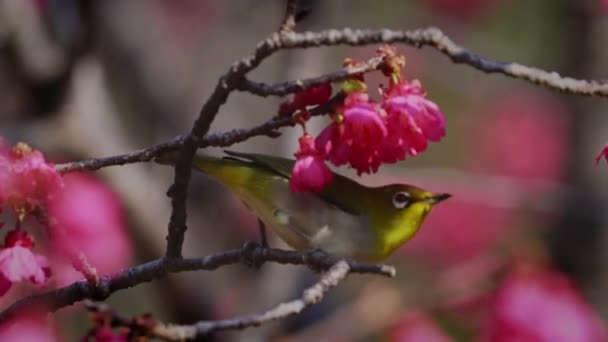 Pájaro Ojo Blanco Japonés Flor Cerezo — Vídeos de Stock