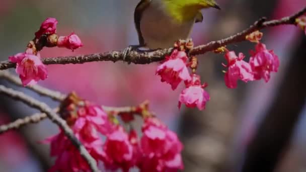 Japanischer Weißaugenvogel Kirschblüte — Stockvideo