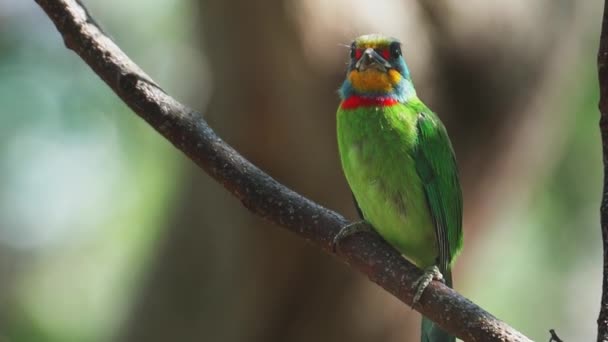 Taïwan Oiseau Barbet Gros Plan — Video