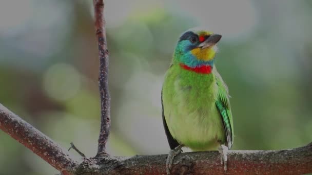 Taïwan Oiseau Barbet Gros Plan — Video