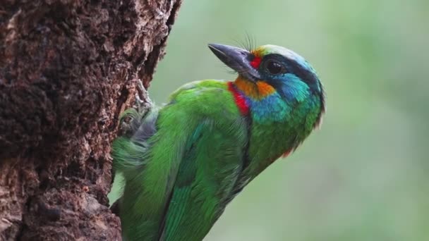 Taiwan Barbet Bird Vicino — Video Stock