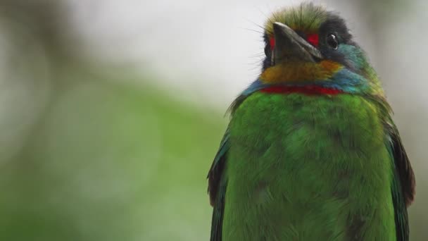 Taiwan Barbet Fågel Närbild — Stockvideo