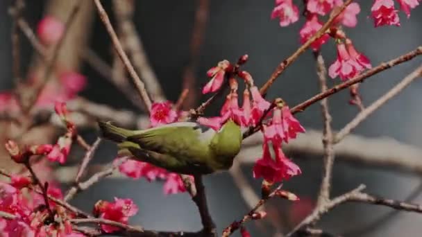 Japanse Witoog Vogel Kers Bloesem — Stockvideo