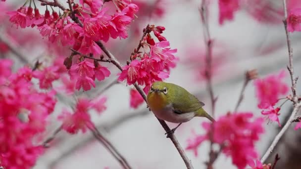 Japanese White Eye Bird Cherry Blossom — Stock Video