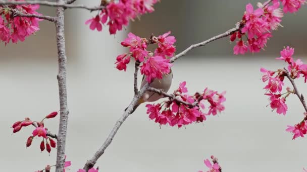 Pájaro Ojo Blanco Japonés Flor Cerezo — Vídeos de Stock