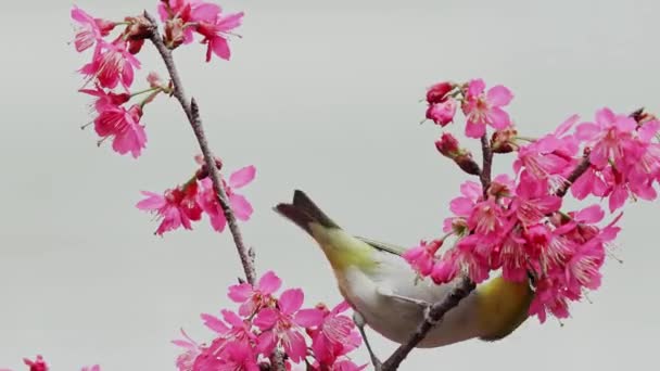 Pájaro Ojo Blanco Japonés Flor Cerezo — Vídeos de Stock